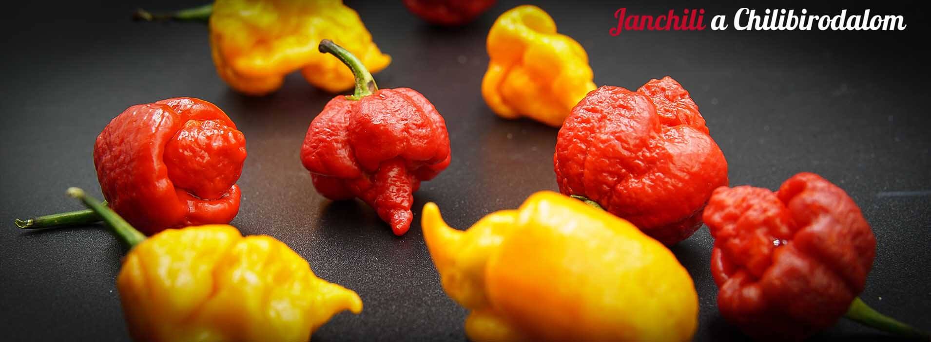 Janchili