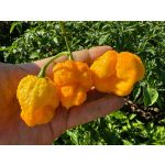 Napalm Death - natúr chili szósz